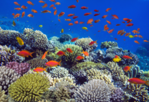 Descubren más de 166 mil km² de arrecifes de coral capaces de resistir la crisis climática
