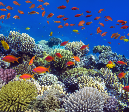 Descubren más de 166 mil km² de arrecifes de coral capaces de resistir la crisis climática