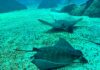 Enigmática mandíbula revela el primer registro moderno de raya toro en el Caribe y el Atlántico occidental
