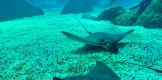 Enigmática mandíbula revela el primer registro moderno de raya toro en el Caribe y el Atlántico occidental