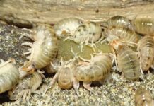 Estudio liderado por el Museo Nacional de Historia Natural revela una nueva especie de pulga de playa endémica del sur de Chile