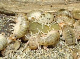 Estudio liderado por el Museo Nacional de Historia Natural revela una nueva especie de pulga de playa endémica del sur de Chile