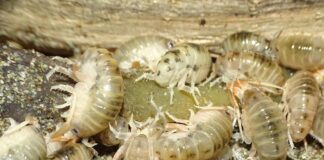Estudio liderado por el Museo Nacional de Historia Natural revela una nueva especie de pulga de playa end茅mica del sur de Chile