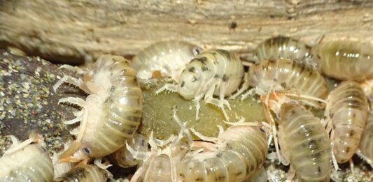 Estudio liderado por el Museo Nacional de Historia Natural revela una nueva especie de pulga de playa endémica del sur de Chile