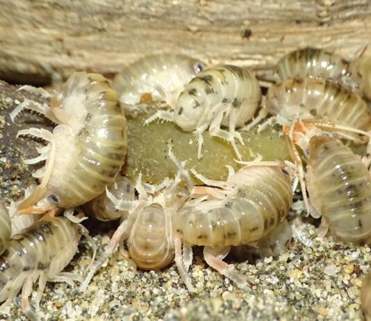 Estudio liderado por el Museo Nacional de Historia Natural revela una nueva especie de pulga de playa endémica del sur de Chile