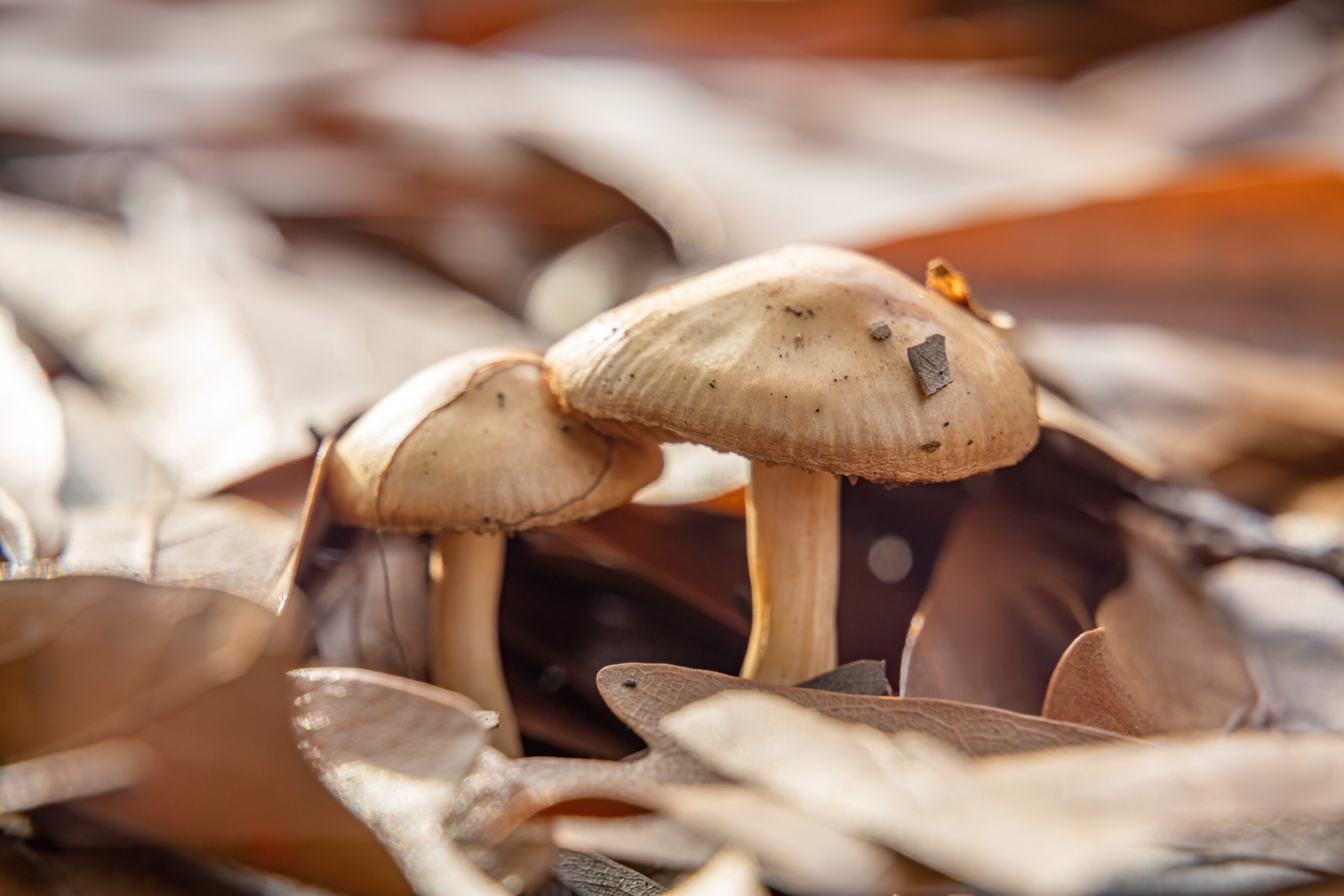 Festival Fungi “Setas del Trueno” regresa a Talca con charlas, talleres y recorridos para descubrir el reino de los hongos