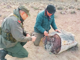 Hallazgo de bosques petrificados de 50 millones de años en Argentina revelan una Patagonia muy distinta a la actual