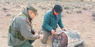 Hallazgo de bosques petrificados de 50 millones de años en Argentina revelan una Patagonia muy distinta a la actual