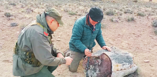 Hallazgo de bosques petrificados de 50 millones de años en Argentina revelan una Patagonia muy distinta a la actual