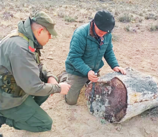 Hallazgo de bosques petrificados de 50 millones de años en Argentina revelan una Patagonia muy distinta a la actual