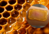 Miel de Ulmo chilena inspira parche inteligente para regenerar heridas