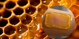 Miel de Ulmo chilena inspira parche inteligente para regenerar heridas