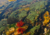 Investigación del Magíster en Ecología Marina UCSC revela cómo se organizan las comunidades intermareales de la costa centro-sur de Chile
