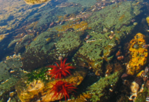 Investigación del Magíster en Ecología Marina UCSC revela cómo se organizan las comunidades intermareales de la costa centro-sur de Chile