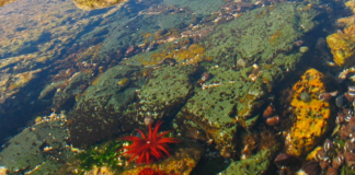 Investigación del Magíster en Ecología Marina UCSC revela cómo se organizan las comunidades intermareales de la costa centro-sur de Chile