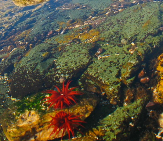Investigación del Magíster en Ecología Marina UCSC revela cómo se organizan las comunidades intermareales de la costa centro-sur de Chile