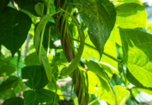 De microorganismos extremófilos a la agricultura: MICROPOLIS el proyecto chileno que ayuda al poroto a resistir la sequía