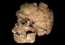 Un antiguo traumatismo revela nuevas pistas sobre la violencia, la salud y los rituales funerarios de los primeros Homo sapiens