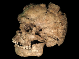 Un antiguo traumatismo revela nuevas pistas sobre la violencia, la salud y los rituales funerarios de los primeros Homo sapiens