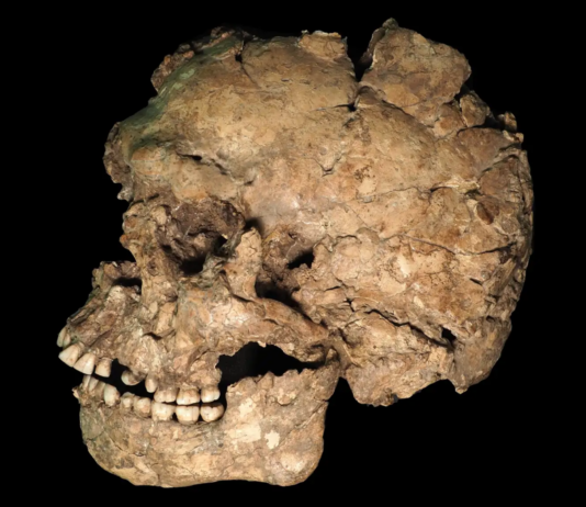 Un antiguo traumatismo revela nuevas pistas sobre la violencia, la salud y los rituales funerarios de los primeros Homo sapiens