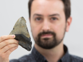 Fósiles chilenos podrían revelar cómo evolucionó el tiburón blanco hace millones de años