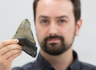 Fósiles chilenos podrían revelar cómo evolucionó el tiburón blanco hace millones de años