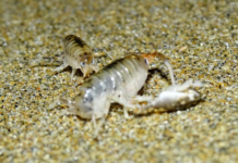 Proyecto Fondecyt UCSC investiga el impacto de un parásito en las pulgas de mar y su rol en la salud de los ecosistemas costeros