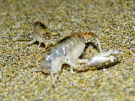 Proyecto Fondecyt UCSC investiga el impacto de un parásito en las pulgas de mar y su rol en la salud de los ecosistemas costeros