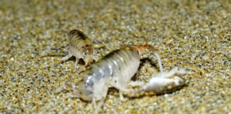 Proyecto Fondecyt UCSC investiga el impacto de un parásito en las pulgas de mar y su rol en la salud de los ecosistemas costeros