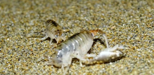 Proyecto Fondecyt UCSC investiga el impacto de un parásito en las pulgas de mar y su rol en la salud de los ecosistemas costeros