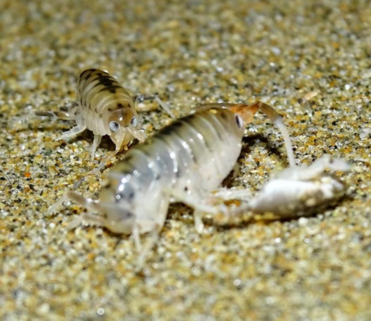 Proyecto Fondecyt UCSC investiga el impacto de un parásito en las pulgas de mar y su rol en la salud de los ecosistemas costeros