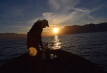 La trampa de la sobreexplotación: por qué la merluza austral no logra recuperarse