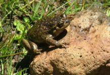 Ranita del Pehuenche: una especie única que podría guardar respuestas para el futuro
