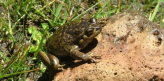 Ranita del Pehuenche: una especie única que podría guardar respuestas para el futuro