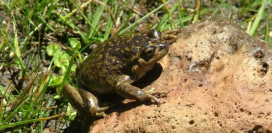 Ranita del Pehuenche: una especie única que podría guardar respuestas para el futuro