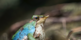 Una ranita de Darwin azul sorprende a investigadores en la Patagonia: un registro que abre nuevas preguntas sobre la especie