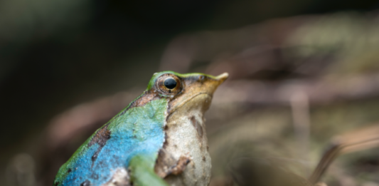 Una ranita de Darwin azul sorprende a investigadores en la Patagonia: un registro que abre nuevas preguntas sobre la especie