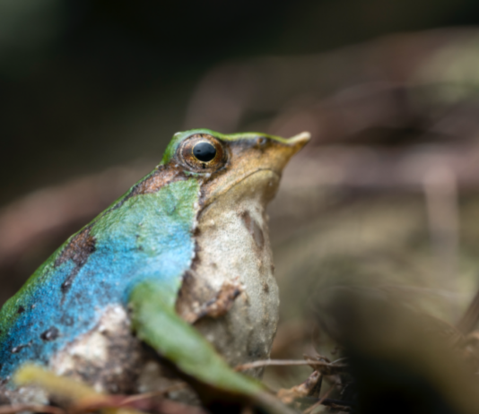 Una ranita de Darwin azul sorprende a investigadores en la Patagonia: un registro que abre nuevas preguntas sobre la especie