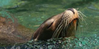 Lobo marino sorprende al aparecer en el río Andalién: ¿por qué estos animales ingresan a aguas dulces?
