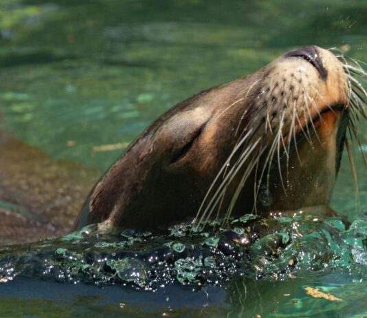 Lobo marino sorprende al aparecer en el río Andalién: ¿por qué estos animales ingresan a aguas dulces?