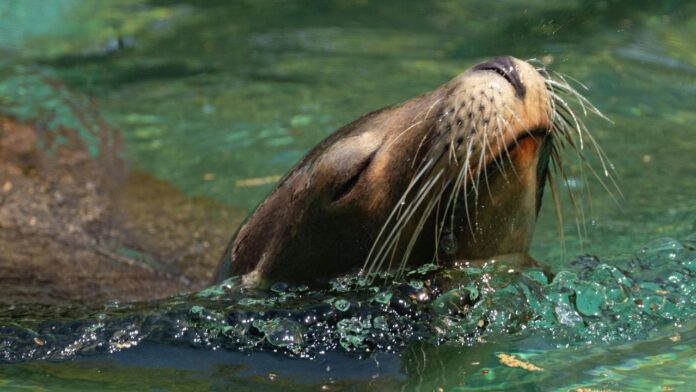 lobo de mar referencial