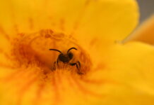 Muestra inmersiva permite “explorar” la visión de las abejas en flores nativas
