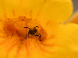 Muestra inmersiva permite “explorar” la visión de las abejas en flores nativas