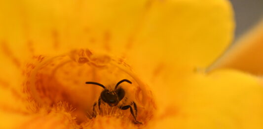 Muestra inmersiva permite “explorar” la visión de las abejas en flores nativas