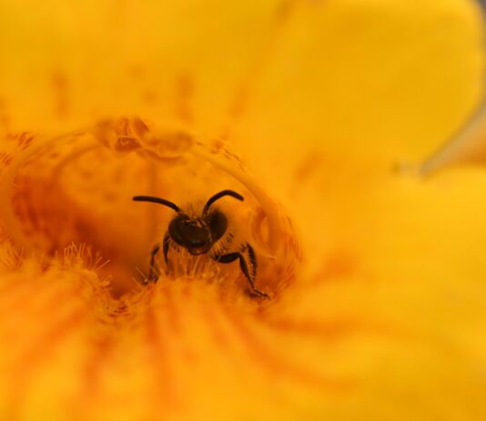 Muestra inmersiva permite “explorar” la visión de las abejas en flores nativas