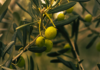 Investigación UCSC avanza en el uso de solventes verdes para recuperar y preservar antioxidantes de hojas de olivo