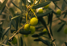Investigación UCSC avanza en el uso de solventes verdes para recuperar y preservar antioxidantes de hojas de olivo
