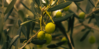 Investigación UCSC avanza en el uso de solventes verdes para recuperar y preservar antioxidantes de hojas de olivo
