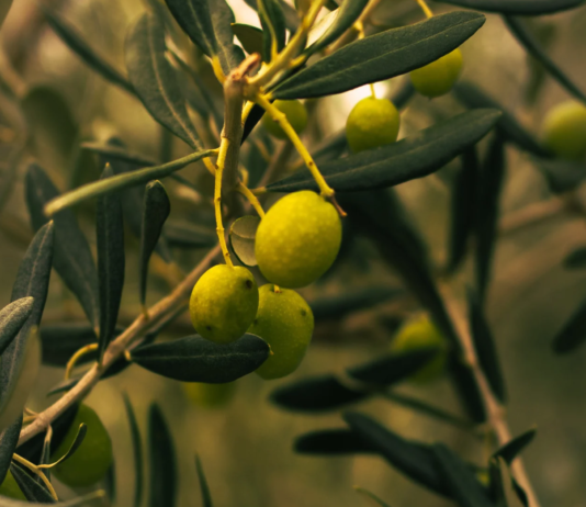 Investigación UCSC avanza en el uso de solventes verdes para recuperar y preservar antioxidantes de hojas de olivo