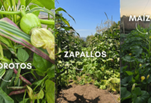 La Milpa y los policultivos: La sabiduría ancestral que potencia los cultivos en un contexto de cambio climático